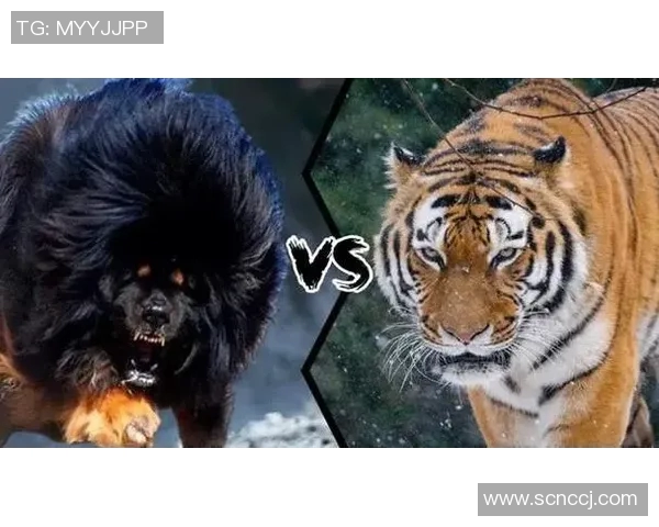 那不勤与阿尔克的精彩对决谁能笑到最后分析与推荐